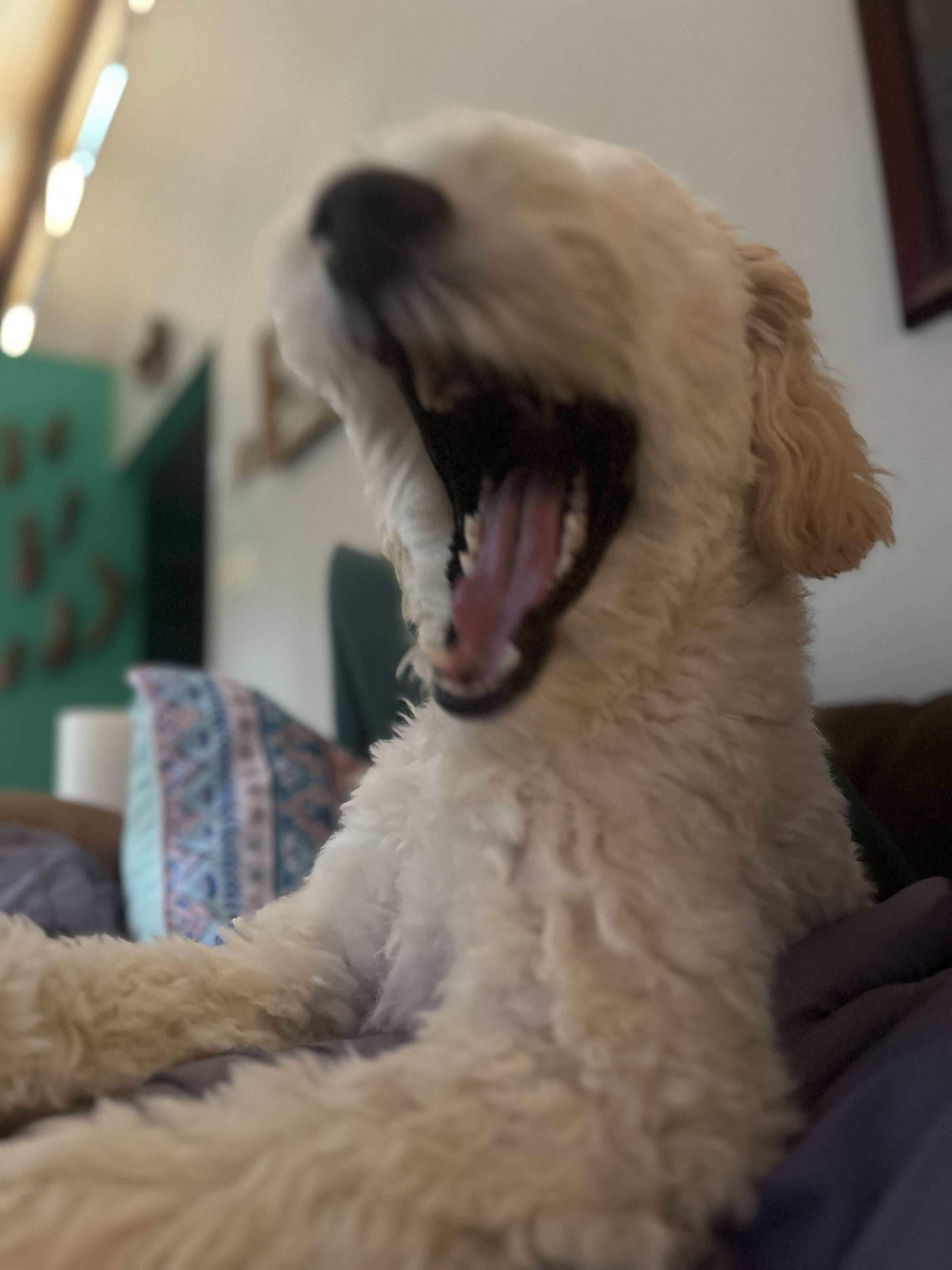 BARKY BARK BARK